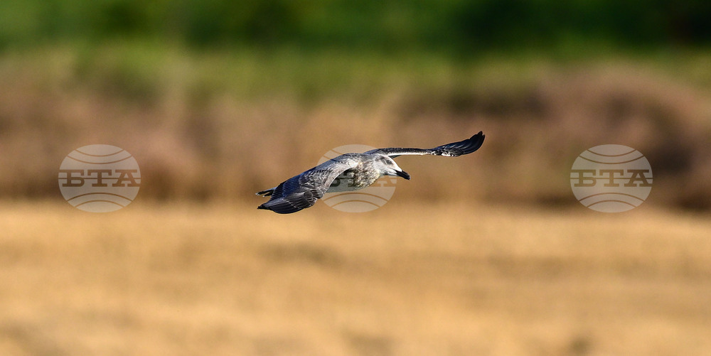 Село Брестовене - птици - любопитно