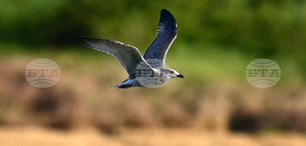 Село Брестовене - птици - любопитно