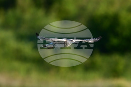 Село Брестовене - птици - любопитно