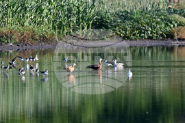 Село Брестовене - птици - любопитно
