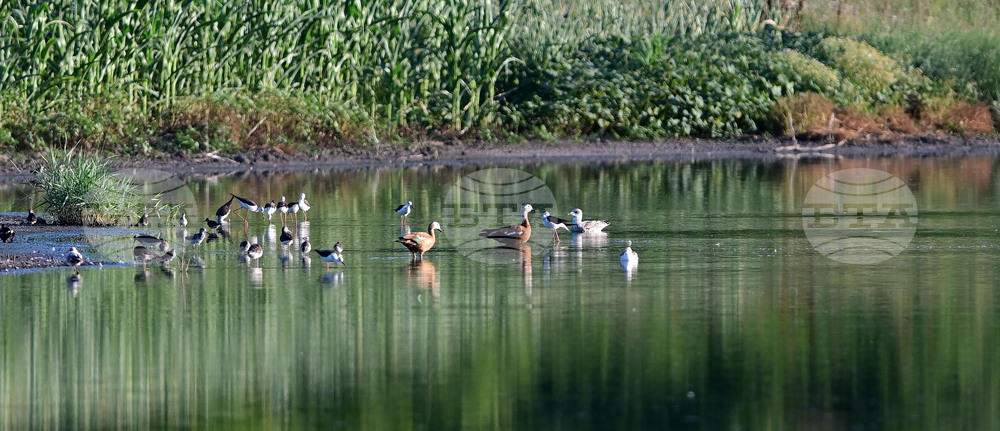 Село Брестовене - птици - любопитно