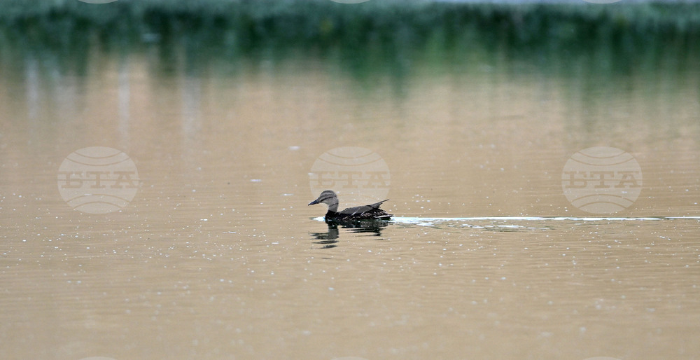 Село Брестовене - птици - любопитно