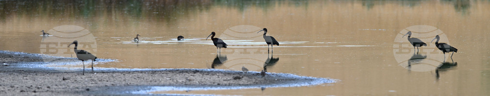 Село Брестовене - птици - любопитно
