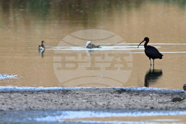 Село Брестовене - птици - любопитно