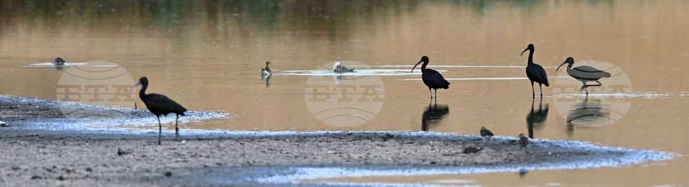 Село Брестовене - птици - любопитно