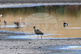 Село Брестовене - птици - любопитно