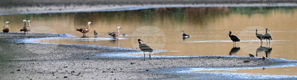 Село Брестовене - птици - любопитно