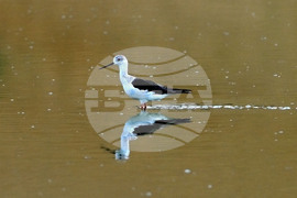 Село Брестовене - птици - любопитно