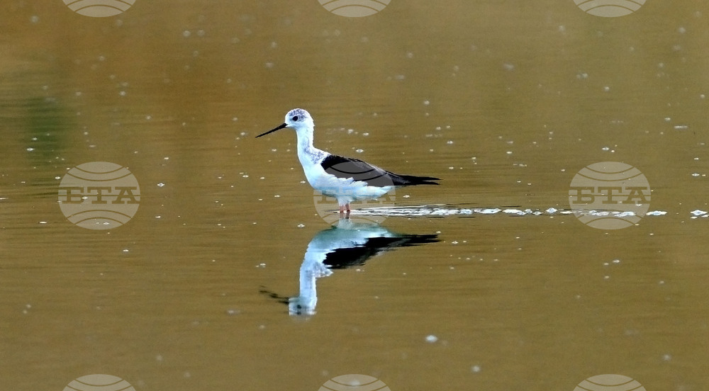 Село Брестовене - птици - любопитно