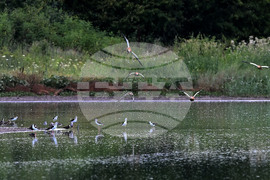 Село Брестовене - птици - любопитно