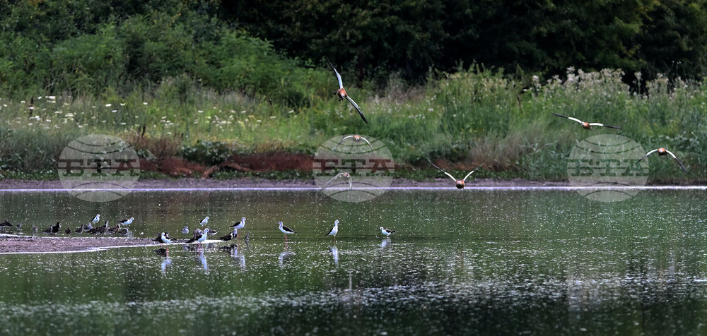 Село Брестовене - птици - любопитно