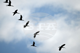 Село Брестовене - птици - любопитно