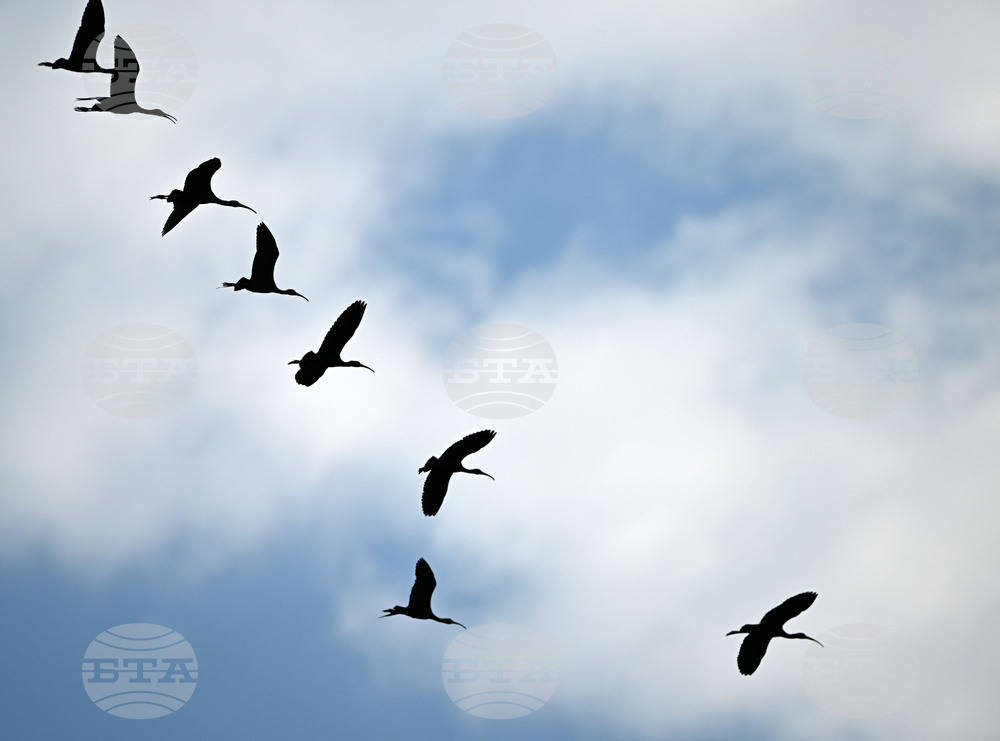 Село Брестовене - птици - любопитно