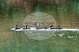 Село Брестовене - птици - любопитно
