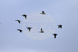 Село Брестовене - птици - любопитно