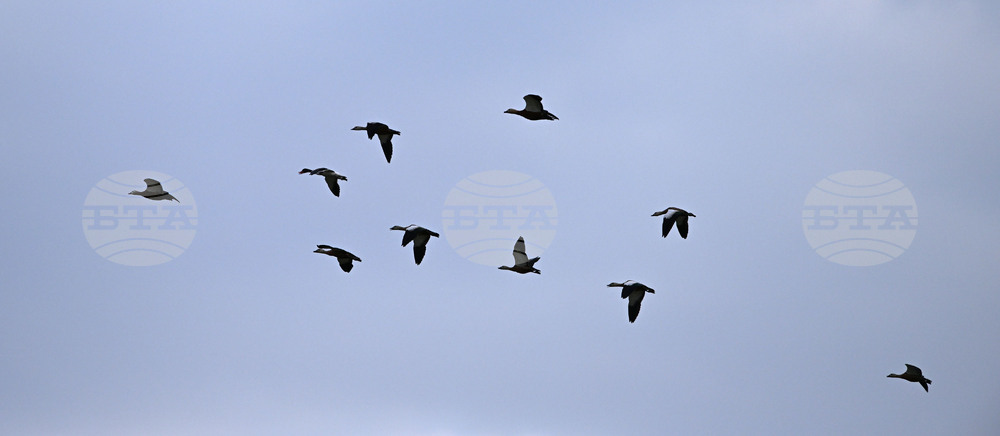 Село Брестовене - птици - любопитно