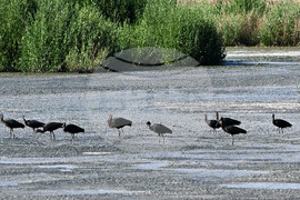Село Брестовене - птици - любопитно