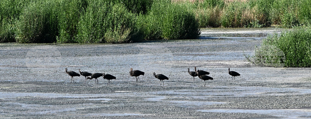 Село Брестовене - птици - любопитно