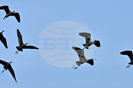 Село Брестовене - птици - любопитно