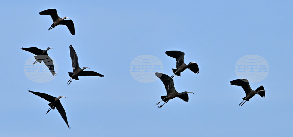 Село Брестовене - птици - любопитно