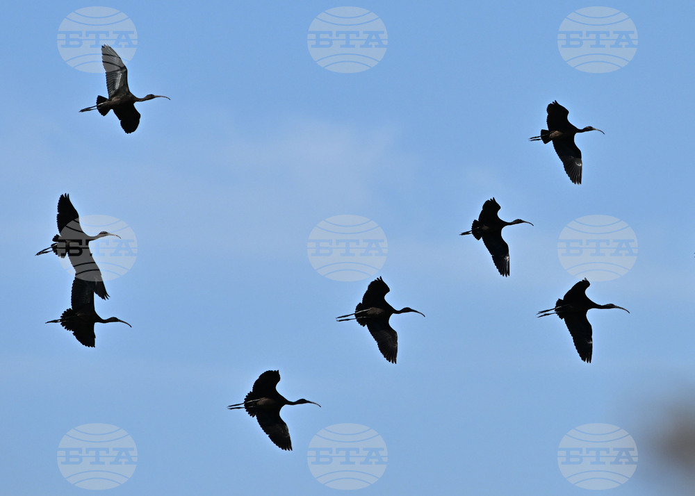 Село Брестовене - птици - любопитно