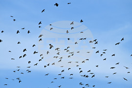 Село Брестовене - птици - любопитно