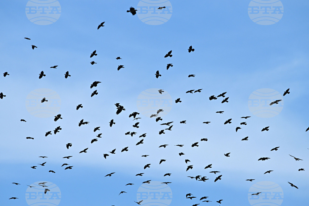 Село Брестовене - птици - любопитно