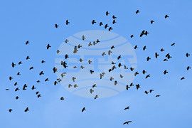 Село Брестовене - птици - любопитно