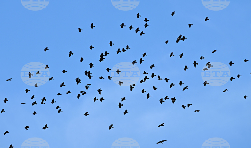 Село Брестовене - птици - любопитно