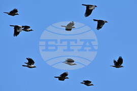 Село Брестовене - птици - любопитно