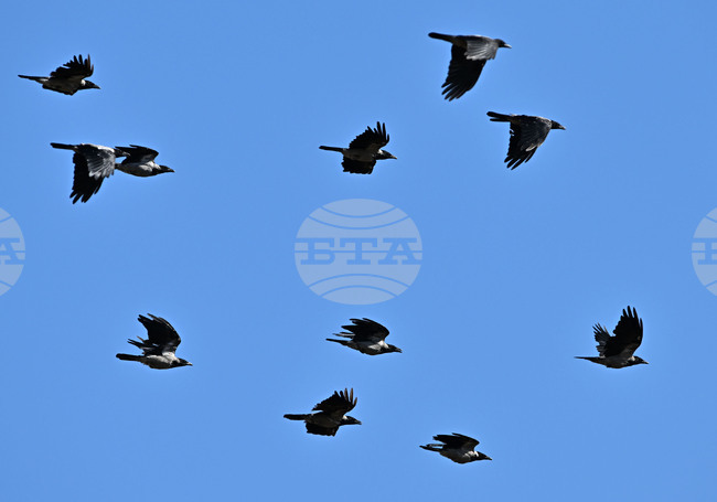 Село Брестовене - птици - любопитно