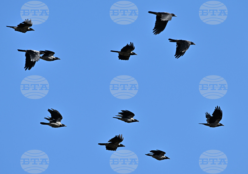 Село Брестовене - птици - любопитно