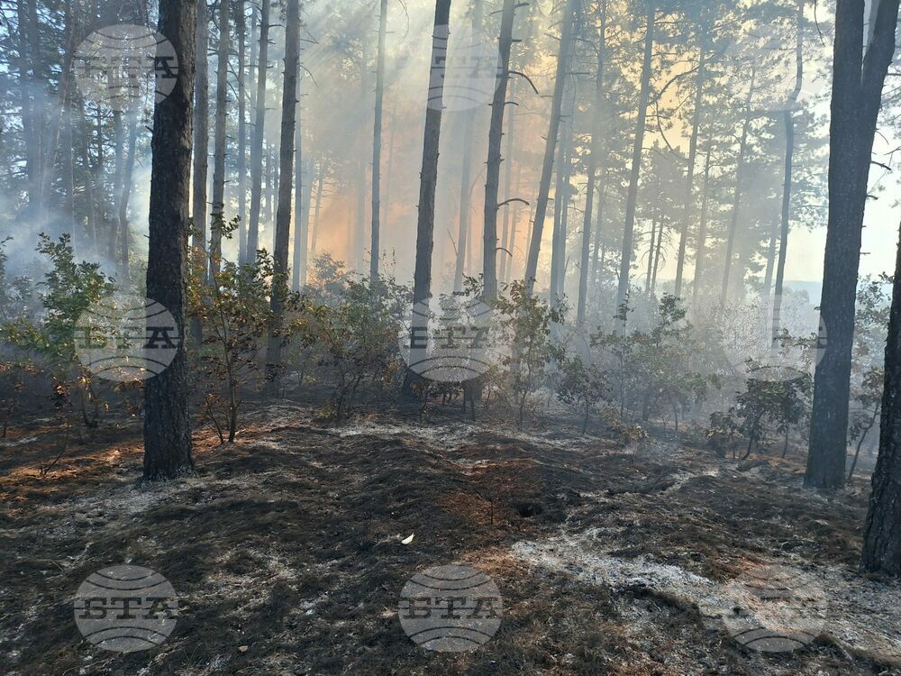 Няколко декара горски фонд гори в местността "Ливада бачия" в община Белово