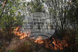 Село Къпиновци - гора - пожар