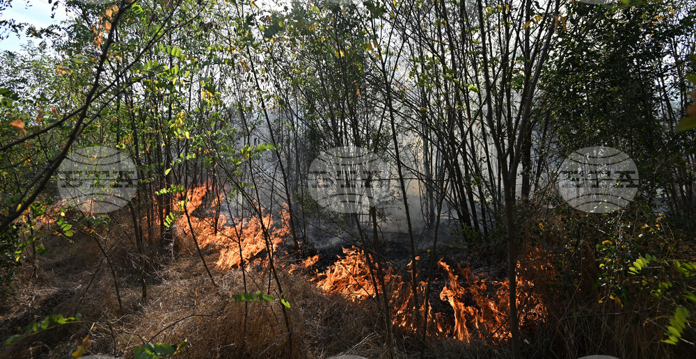 Село Къпиновци - гора - пожар