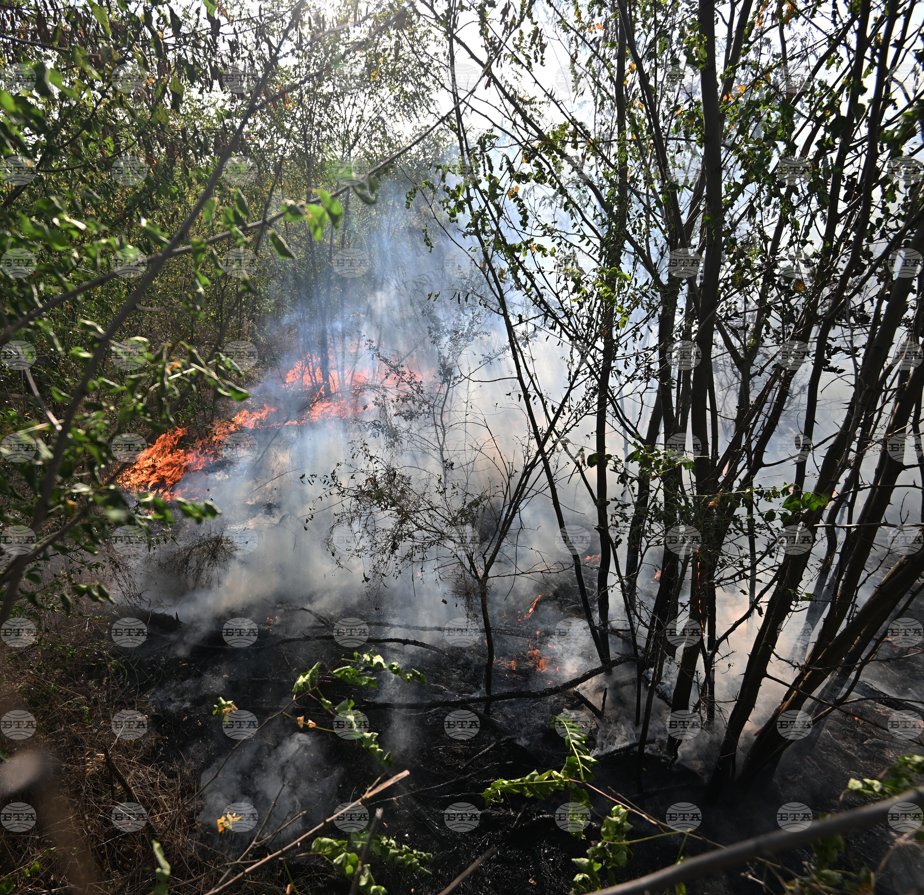 Село Къпиновци - гора - пожар
