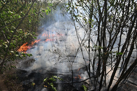 Село Къпиновци - гора - пожар