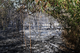 Село Къпиновци - гора - пожар