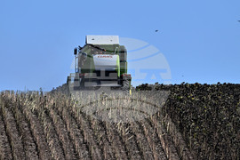 Село Божурово - слънчоглед - жътва