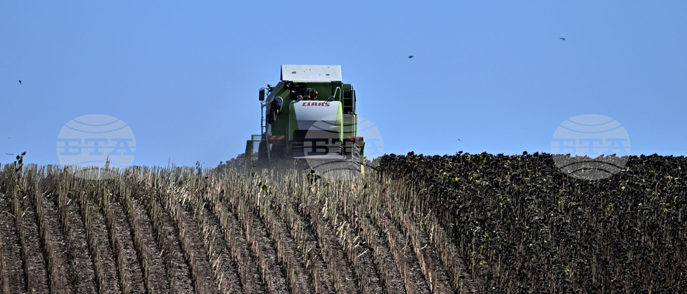 Село Божурово - слънчоглед - жътва