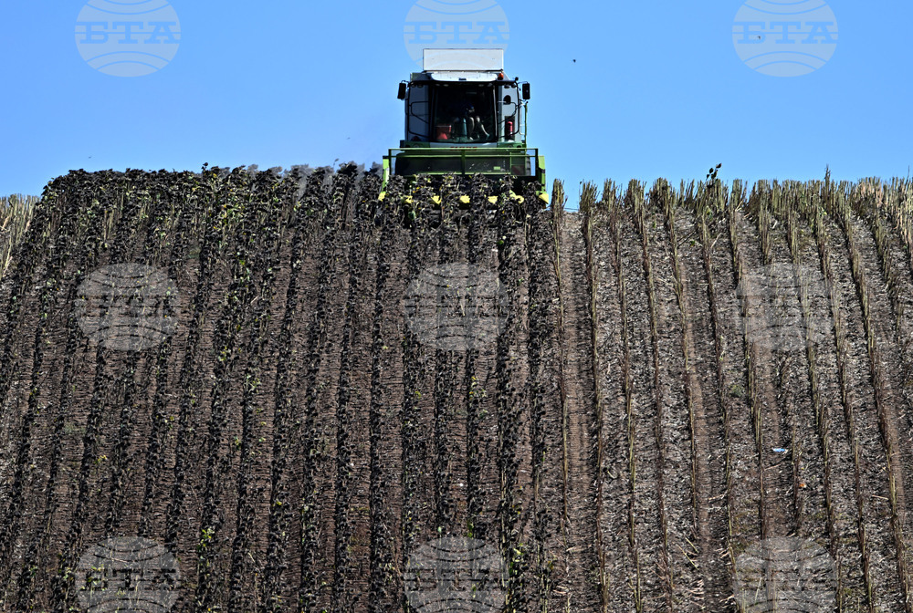 С 11,5 на сто по-малко слънчоглед и с 38,8 на сто по-малко царевица са прибрани през настоящата година спрямо миналата, по данни на МЗХ