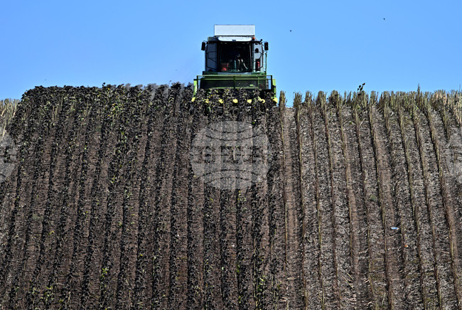 Село Божурово - слънчоглед - жътва