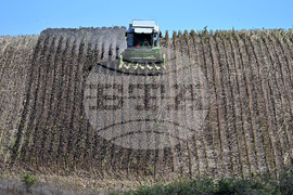 Село Божурово - слънчоглед - жътва