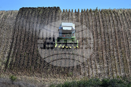 Село Божурово - слънчоглед - жътва