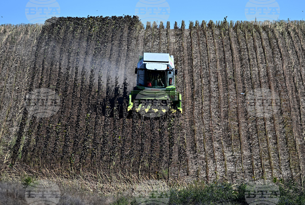 Село Божурово - слънчоглед - жътва