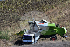 Село Божурово - слънчоглед - жътва