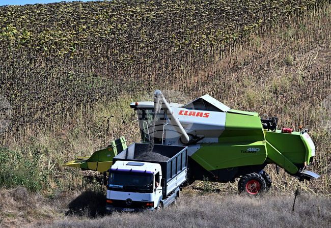 По-ниски добиви от слънчоглед и царевица в област Разград спрямо миналата година