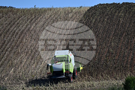 Село Божурово - слънчоглед - жътва