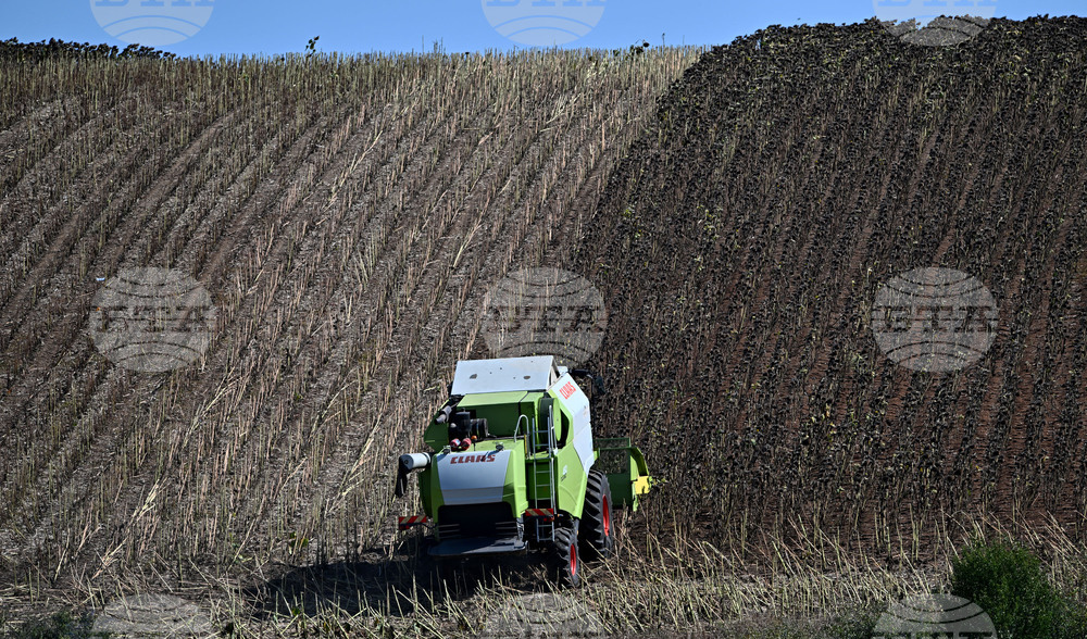 Село Божурово - слънчоглед - жътва