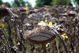 Село Божурово - слънчоглед - жътва